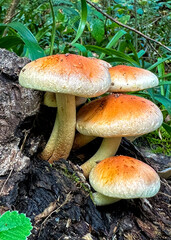 Hypholoma fasciculare