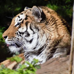 Close-up shot of a tiger in the Odense Zoo, Denmark