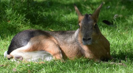 Close-up shot of a Kangaroo laying on the grass in Aalborg Zoo, Denmark