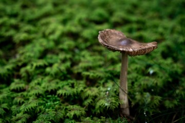 beautiful mushroom surrounded by deep green moss