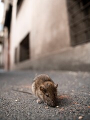 wide angle shot of rat