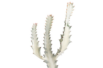 Euphorbia Lactea (Euphorbia white ghost) close up with isolated white background.