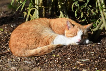 Cute street cat sleeping on the ground in Odense Zoo, Denmark - Powered by Adobe