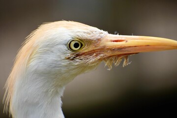 Close-up shot of a Great egret in a blur