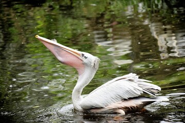 Close-up shot of a white pelican in the water
