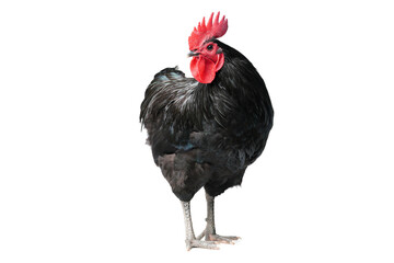 Isolated Black Australorp on white background. Six months old.