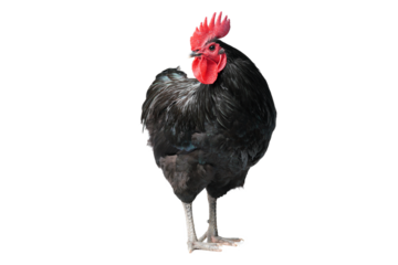 Isolated Black Australorp on white background. Six months old.