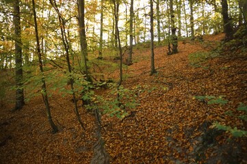 Forest during Autumn