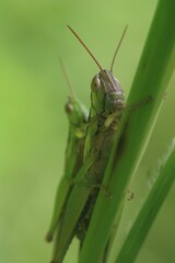 A male and female green grasshoppers mating.