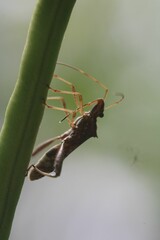 A green ear bug is sucking juice from a green bean.