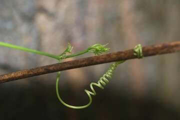 A tendril of a vine is isolated on a blurred background