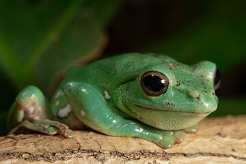 seated Chinese flying frog. (Racophora dennisi).