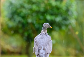 a soggy pigeon perched on a branch in the rain