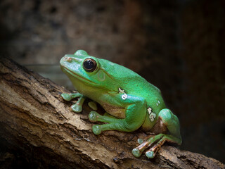 perched on a tree (Racophora dennisi). Chinese flying frog. Also known as Blanford's whipping frog.