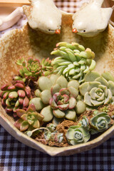 Succulent (Echeveria, crassula, aeonium, cotyledon, lithops, kalanchoe, caudex, etc)