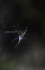 the spider home