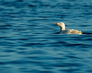 Side shot of a sunlit Slender-billed gull swimming in the blue water waves blurred background