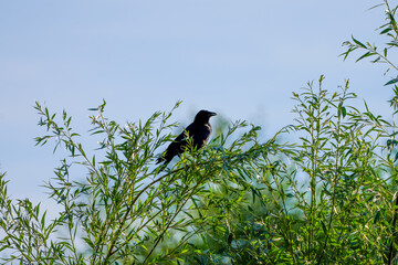 A carrion crow is sitting in the bushes. Bird in natural environment. Corvus corone.
