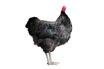 Isolated Black Australorp on white background. Six months old.