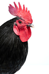 Isolated Black Australorp on white background. Six months old.