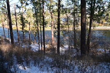 morning in the forest