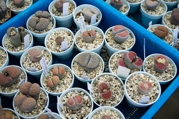 Succulent (Echeveria, crassula, aeonium, cotyledon, lithops, kalanchoe, caudex, etc)