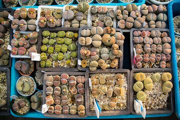 Succulent (Echeveria, crassula, aeonium, cotyledon, lithops, kalanchoe, caudex, etc)