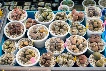 Succulent (Echeveria, crassula, aeonium, cotyledon, lithops, kalanchoe, caudex, etc)