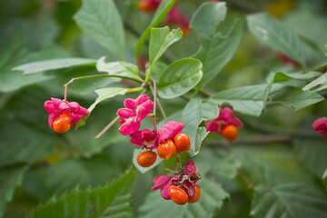 Close-ups of birchberries on a bush in the woods