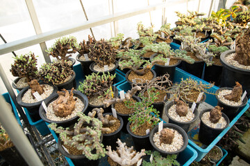 Succulent (Echeveria, crassula, aeonium, cotyledon, lithops, kalanchoe, caudex, etc)