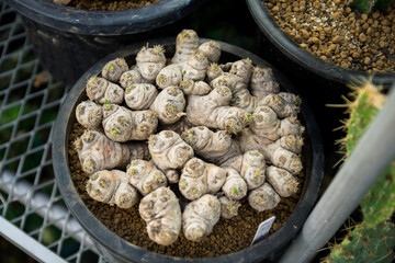 Succulent (Echeveria, crassula, aeonium, cotyledon, lithops, kalanchoe, caudex, etc)