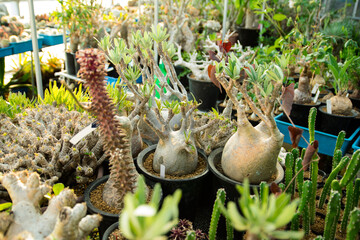 Succulent (Echeveria, crassula, aeonium, cotyledon, lithops, kalanchoe, caudex, etc)