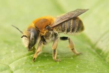 Closeup on byssal resin-leafcutter solitary bee, trachusa byssina, sitting on a green leaf