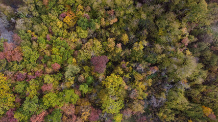 fall coloured trees in forest drone point of view in the hills of Arda Valley