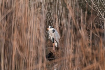 Selective shot of a Gray Heron (Ardea cinerea) seen through a dry meadow