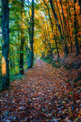 A forest path strewn with fallen leaves on the Rochusberg near Bingen/Germany in autumn