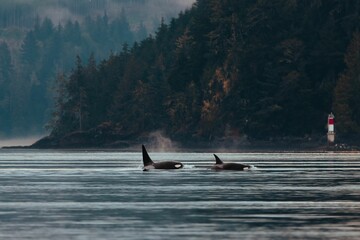 Scenic view of orcas swimming in the sea with mountains in the background © Ethan Moody/Wirestock Creators