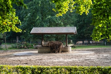 Scenic shot of the bison eating from a feeder in a zoo