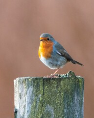 Vertical shot of a European Robin (Erithacus rubecula) perched on a tree trunk