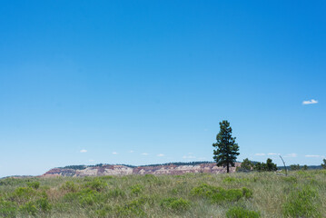 landscape with one tree
