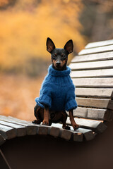 Miniature pinscher in a blue sweater sits on a bench in the park in the fall