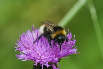 Closeup on a Vestal cuckoo bumblebee, Bombus vestalis sitting on a purple knapweed flower