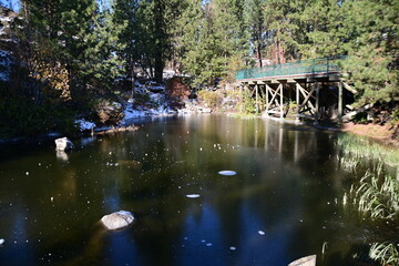 Obraz premium frozen pond in the forest