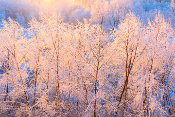 Frosty winter morning. - 546324189