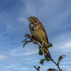 Corn bunting on a branch.