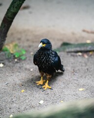 Closeup of a striated caracara bird on the ground, a vertical shot