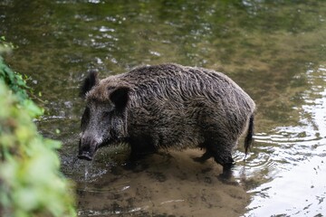 Closeup of a wild boar drinking water from a pond