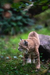 Naklejka na ściany i meble Closeup of a bobcat walking on the grass in a forest, a vertical shot