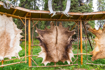 Tanned animal hides stretched on a rack - 546325736
