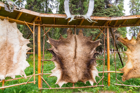 Tanned animal hides stretched on a rack